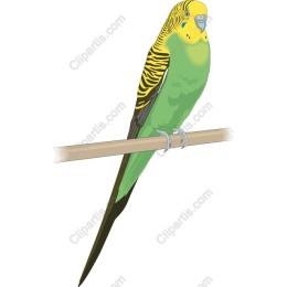Vibrant Budgerigar
