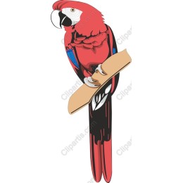 Vibrant Red Parrot