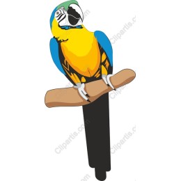 Vibrant Macaw Parrot
