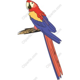 Vibrant Parrot
