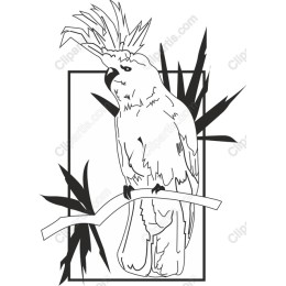Majestic Cockatoo