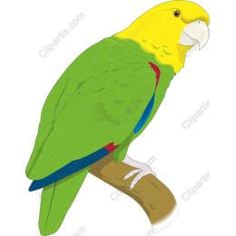 Vibrant Parrot