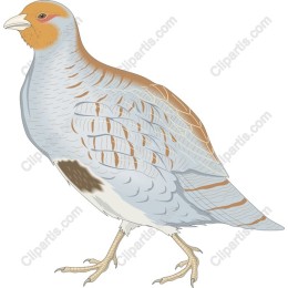Elegant Quail