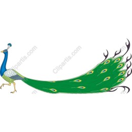 Stunning Peacock