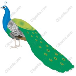 Elegant Peacock