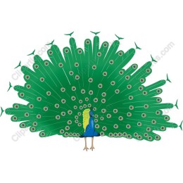 Elegant Peacock