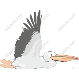 Pelican in Flight