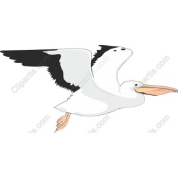 Pelican in Flight