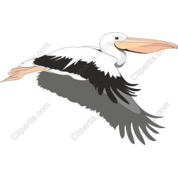 Pelican in Flight