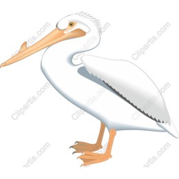 White Pelican