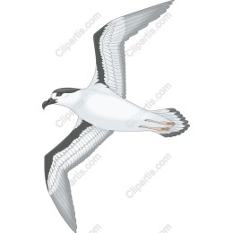 Soaring Bird