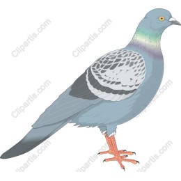 Elegant Pigeon