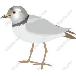 Elegant Shorebird