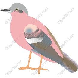 Charming Pink Bird