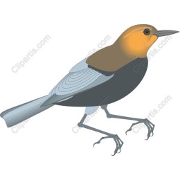 Vibrant Bird