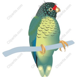 Vibrant Parrot