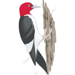 Vibrant Woodpecker