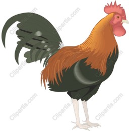 Vibrant Rooster