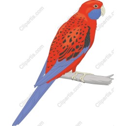 Vibrant Parrot