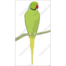 Vibrant Parrot