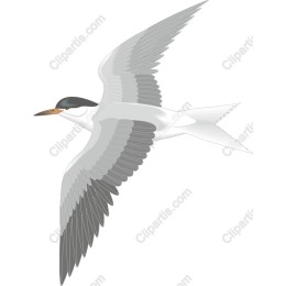 Soaring Bird