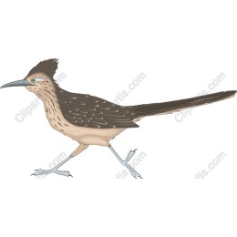 Lively Roadrunner