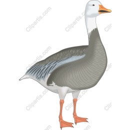 Goose - High-Quality Files