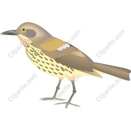 Elegant Bird - Digital