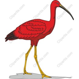 Vibrant Red Ibis