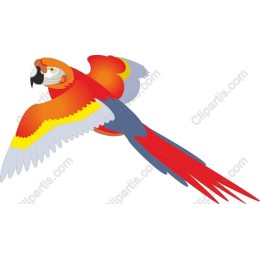 Vibrant Parrot