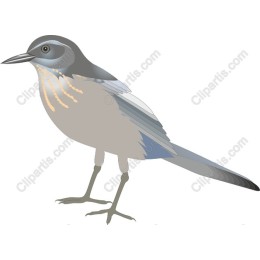 Elegant Bird