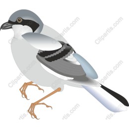 Elegant Bird