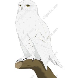 Majestic Snowy Owl