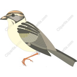 Charming Avian