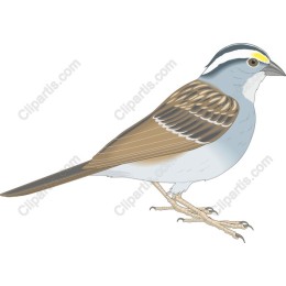 Elegant Birds