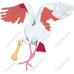 Vibrant Spoonbill