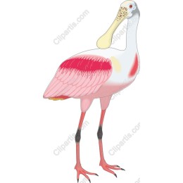 Roseate Spoonbill