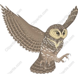 Majestic Owl