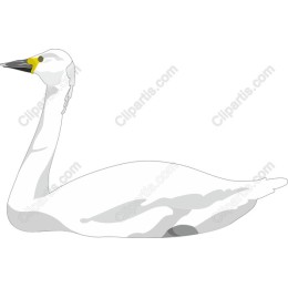 Elegant Swan