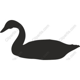 Elegant Swan