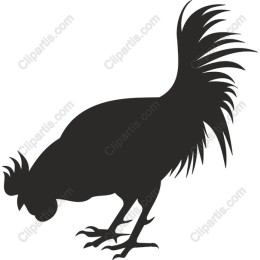 Rooster