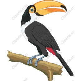 Vibrant Toucan