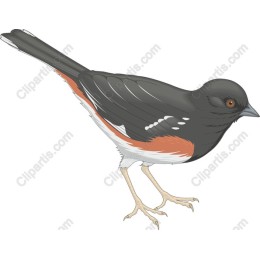 Rose-breasted Grosbeak