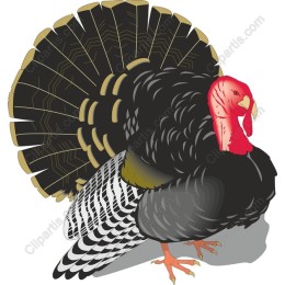 Thanksgiving Turkey
