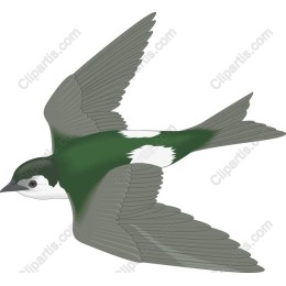 Graceful Bird in Flight
