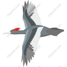 Majestic Bird in Flight