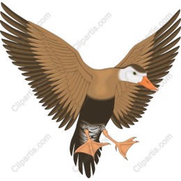 Flying Duck