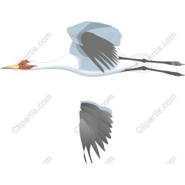 Elegant Flying Crane