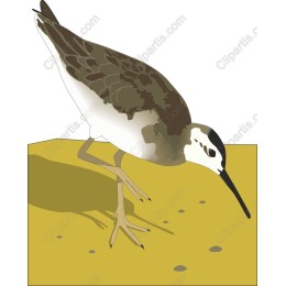 Elegant Shorebird