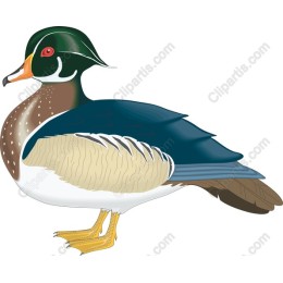 Mandarin Duck